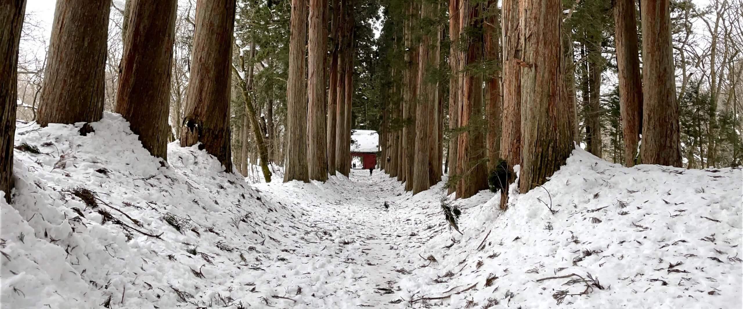 #010 戶隱神社：與神話一線之隔的森林秘境